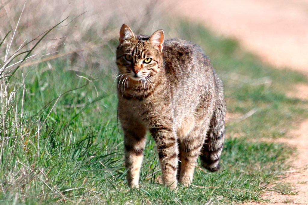 Gato Montés