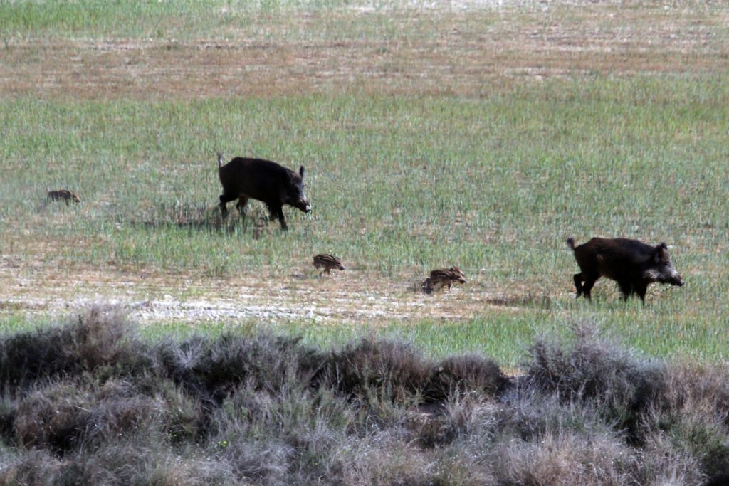Jabalí (Sus scrofa)