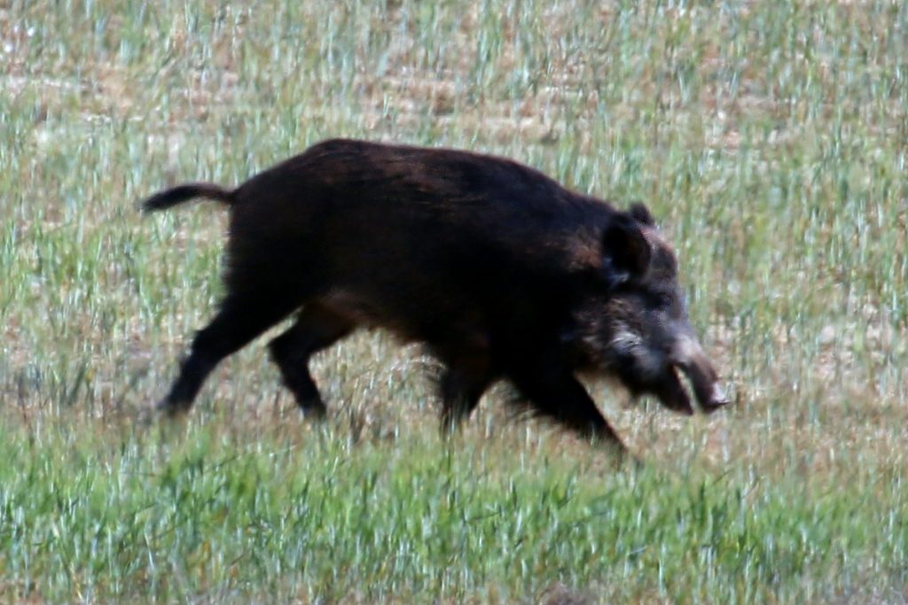 Jabalí (Sus scrofa)