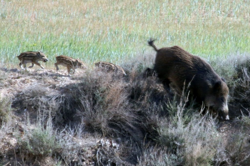 Jabalí (Sus scrofa)